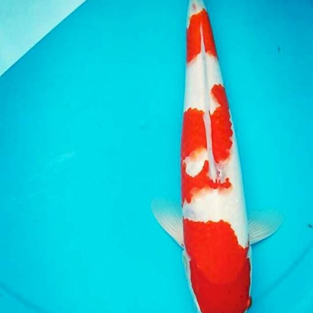 kohaku