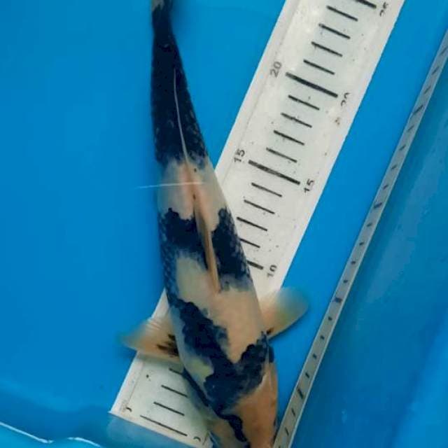 Siro 28cm