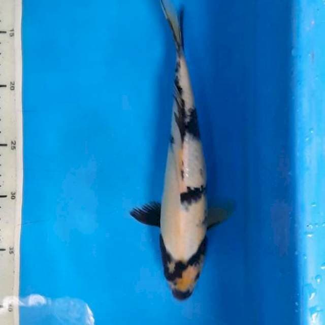 Siro 27cm hitam kelam 1