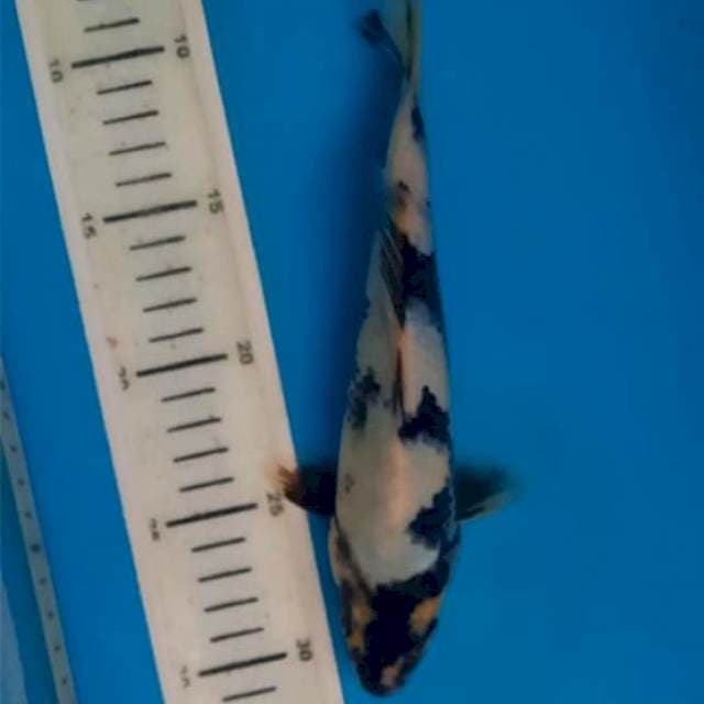 Siro 23cm hitam pekat 4