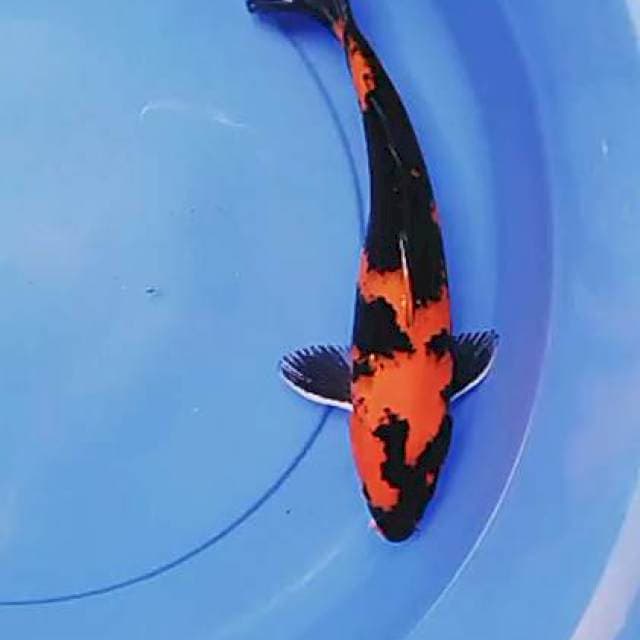 Hiu 30 cm