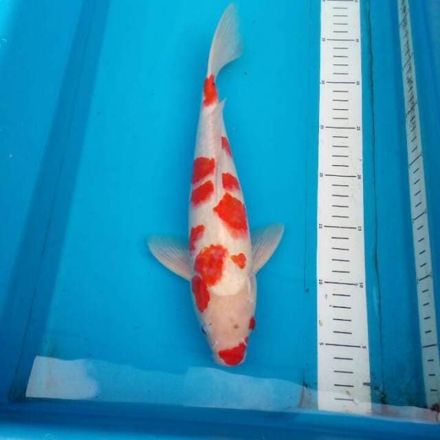 Kohaku