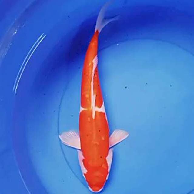 Doit red strong 40 cm