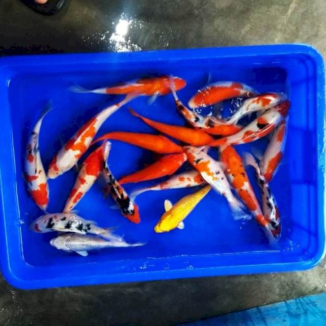 25ekor mix 20-25cm