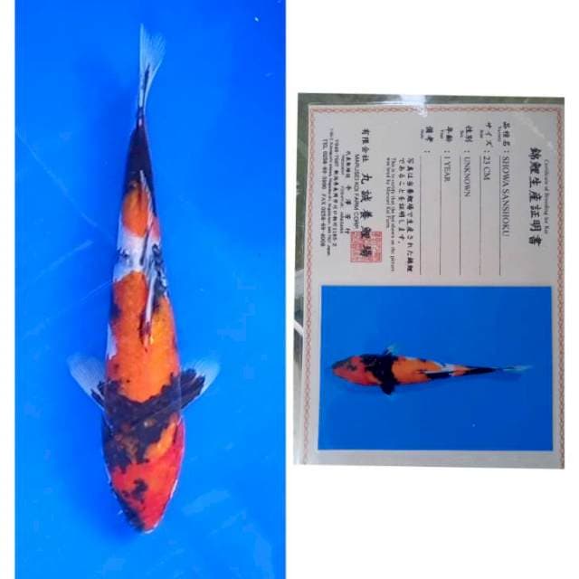 Showa Import Marusei