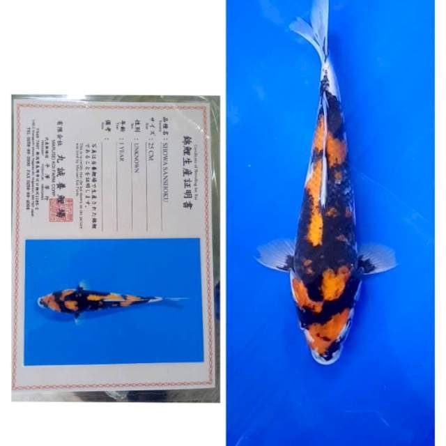 Showa Import Serti Marusei