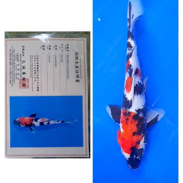 Showa Import Serti Marusei