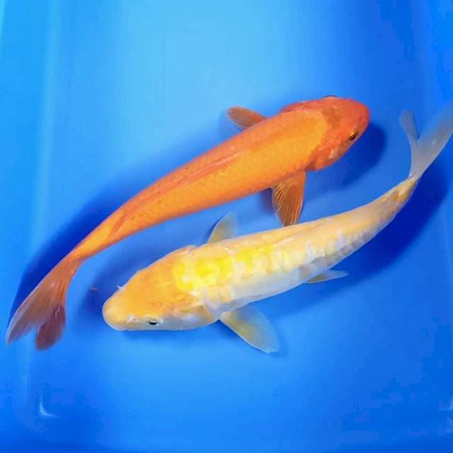 Karashi & orenji 25cm