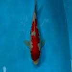 Kohaku smooth 23