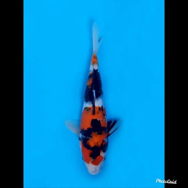 25cm Male , F1 Showa Sanshoku