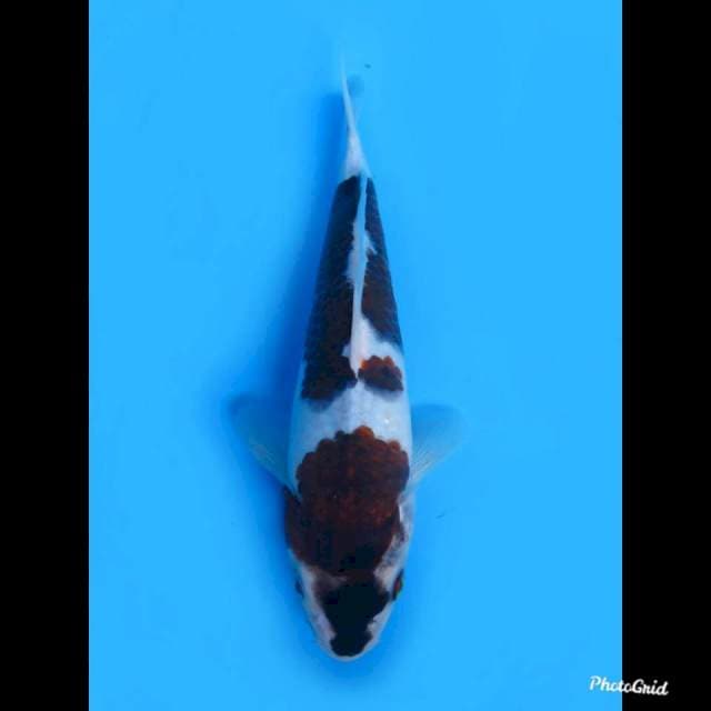 23cm Male , Budo Goromo Ori
