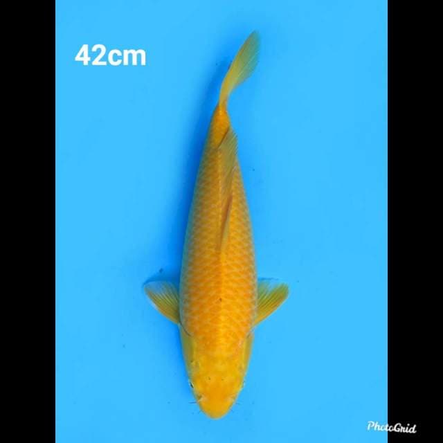 42cm Fml , F1 Karashigoi Jinak