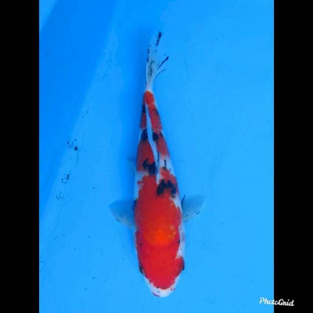 23cm Male , Red Sanke