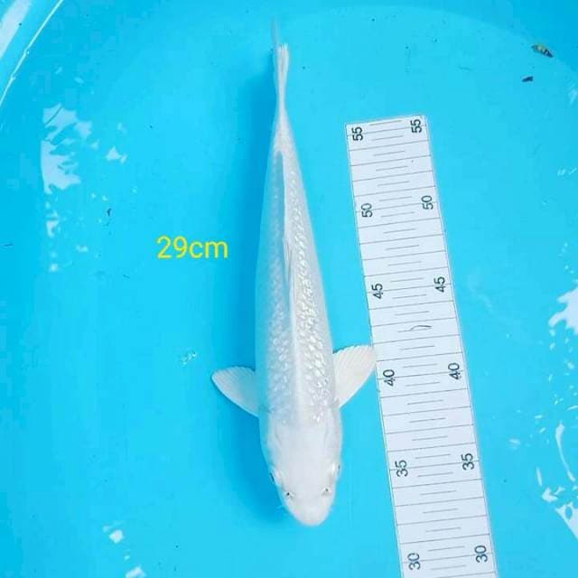 Platinum mulus