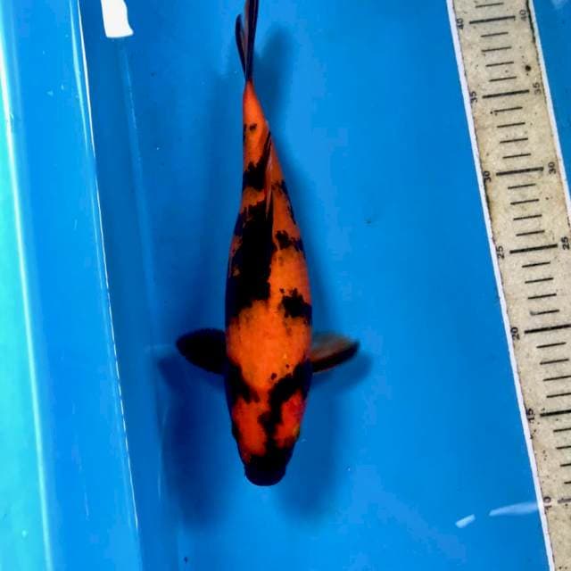 Hi Utsuri, 29 cm