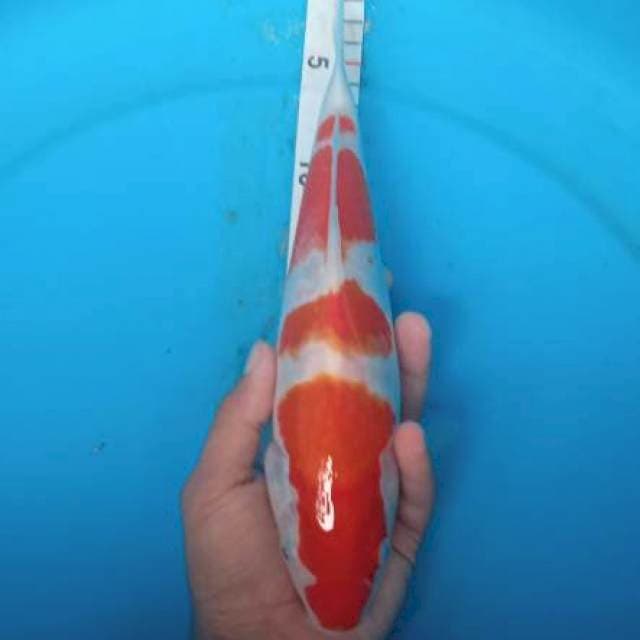 Kohaku merah