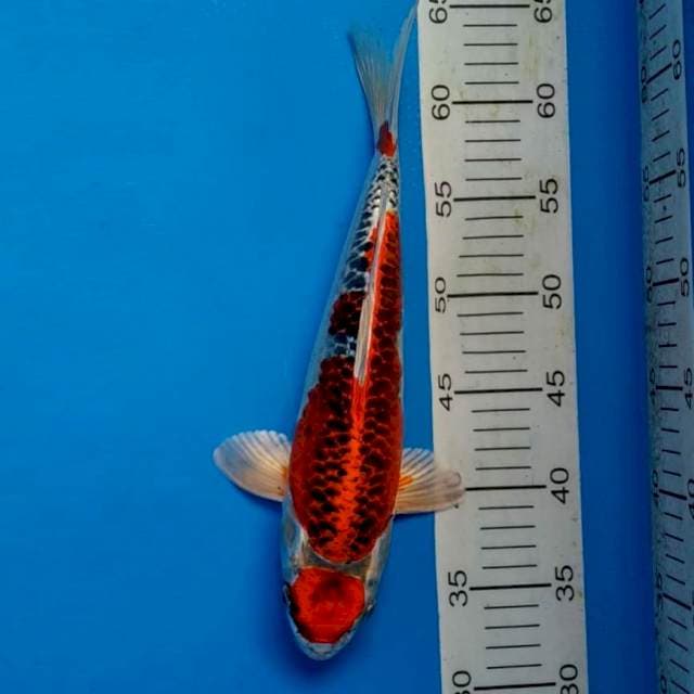 SANTANA 1 - Maruten Kujaku ®