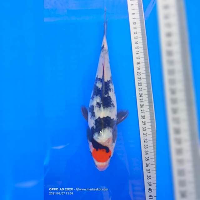 Tancho Showa 27 cm
