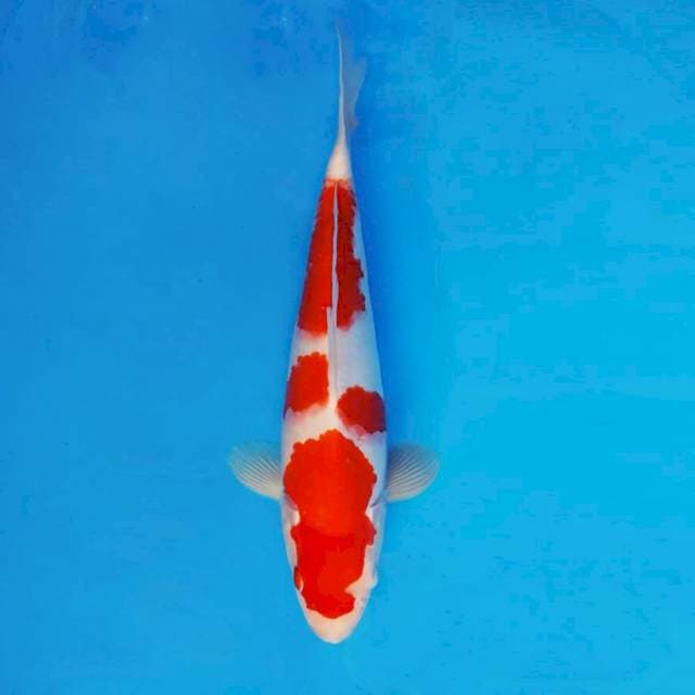 SANTANA 4 - Kohaku ®