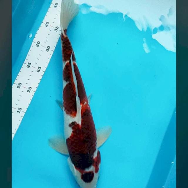 Strong goromo 43cm male
