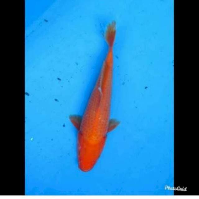 Benigoi 30bu