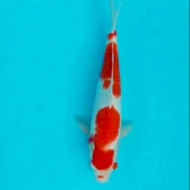 Kohaku 35bu