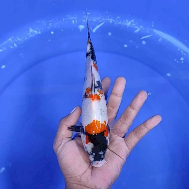 3. Showa || 24 cm