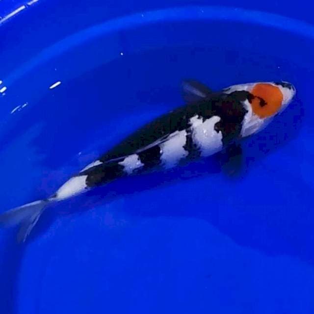 TANCHO SHOWA 36CM JOSS....👍🏻