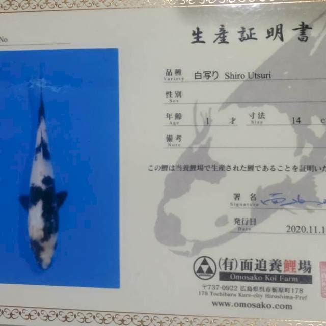 Shiro Omsako Farm 15cm