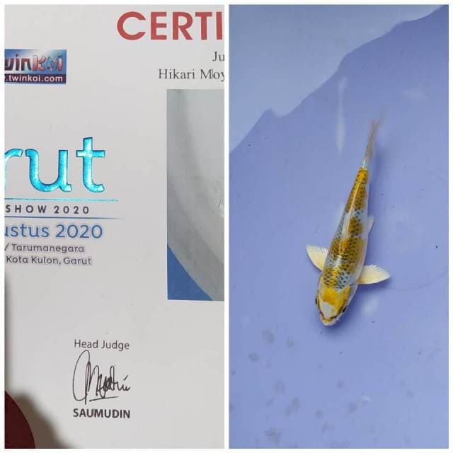 Hikari 14cm juara 1garut
