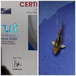 Hikari 14cm juara 1garut