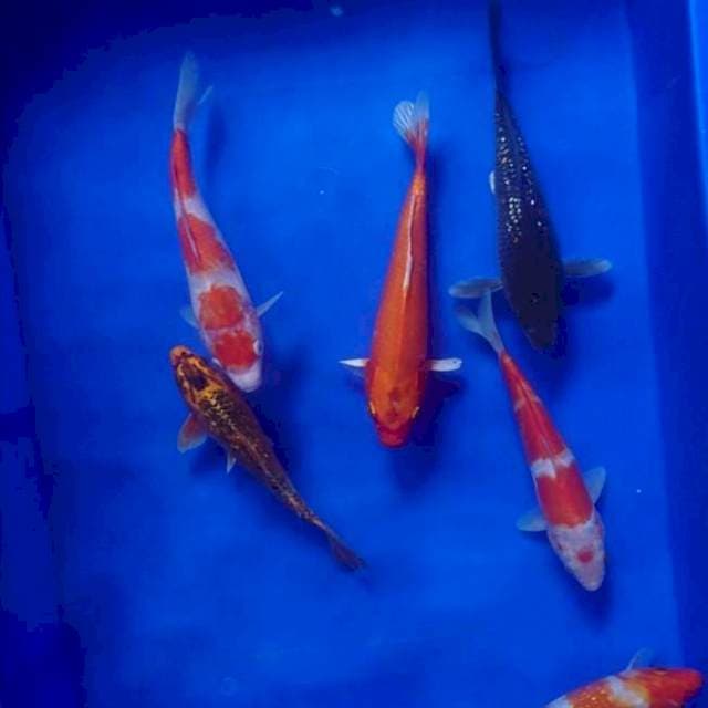 Mix pelengkp kolam