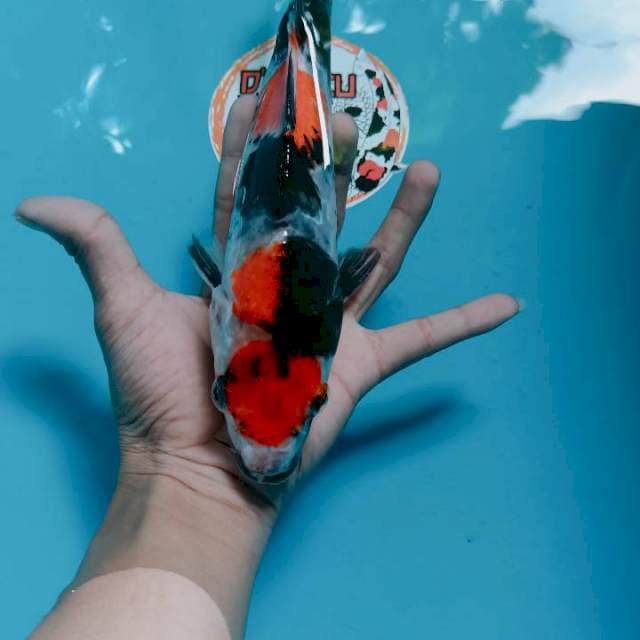 Showa sansoku