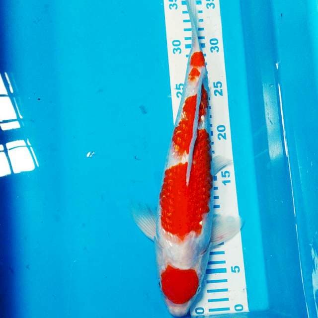 Maruten kohaku gindrin 35cm