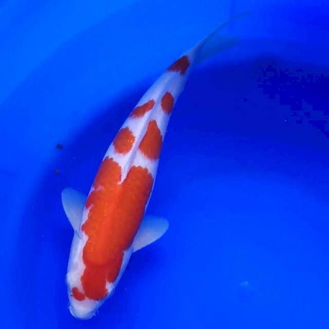 SUPER KOHAKU 32CM...🌶🌶🌶