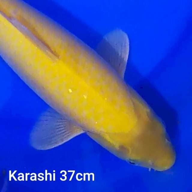 KARASHI 37CM...🍋🍋🍋