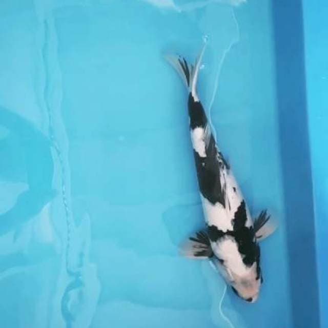 Shiro Male 47 cm BU