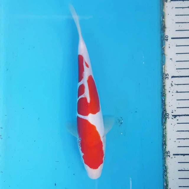 KOHAKU DOITSU MURNI