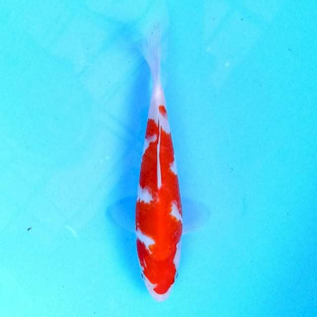 Kohaku 18 cm