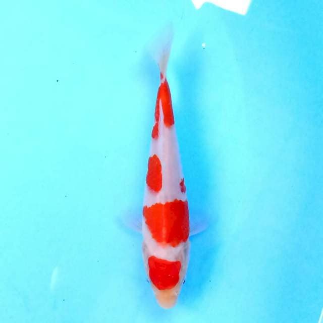 Kohaku 16 cm
