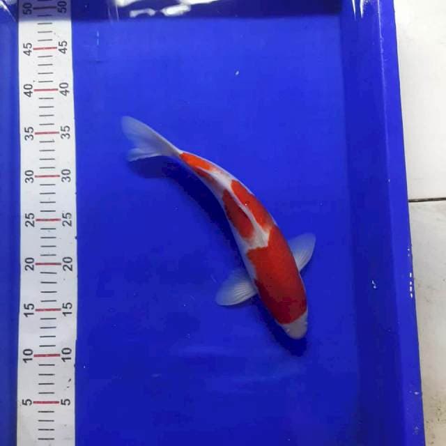 Kohaku
