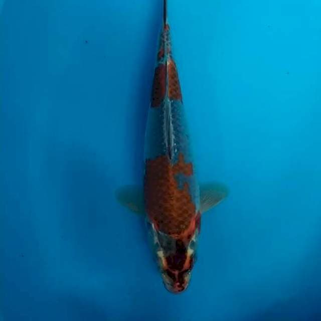 goshiki 30 cm