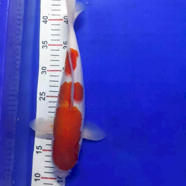 Kohaku