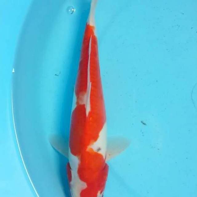 kohaku doit 25 cm