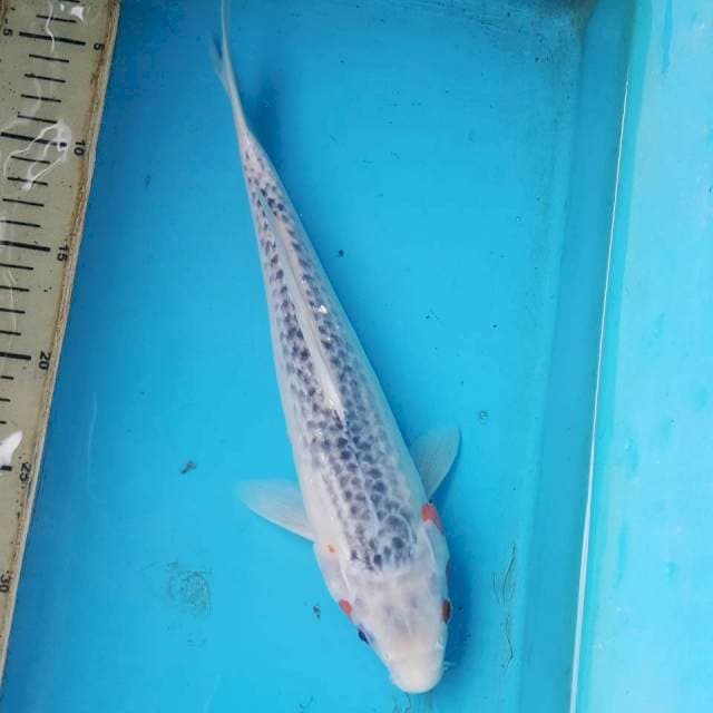 ASAGI 32CM