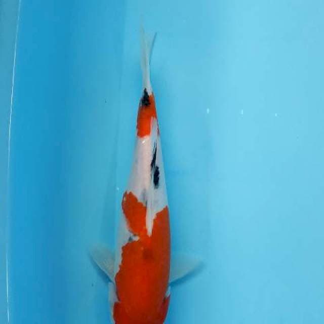 Sanke size 25cm