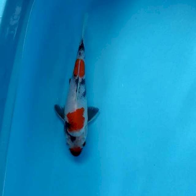 Showa kindai size 22cm
