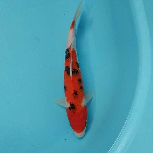 Taiso sanke size 24cm