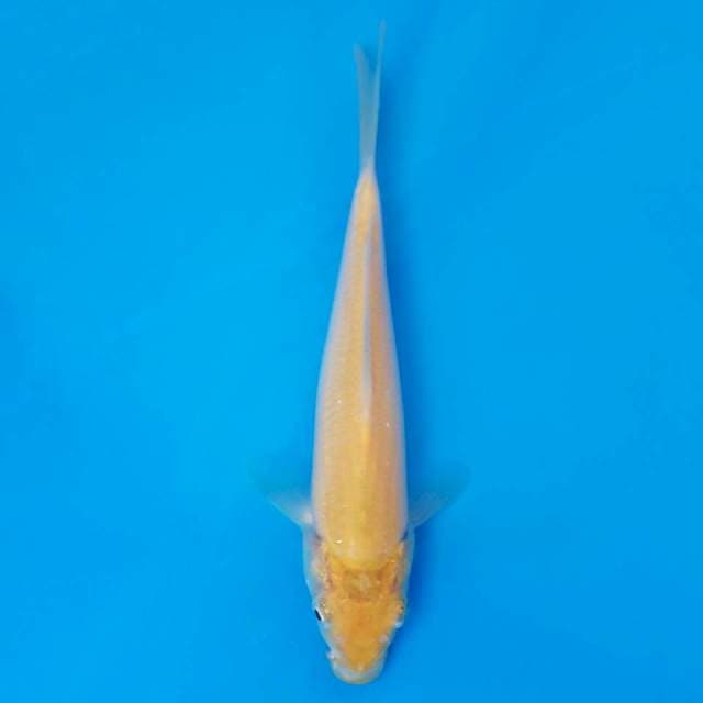 F1 karashi marusei 17cm