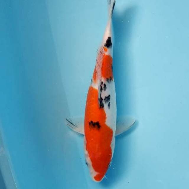 Taiso sanke size 24cm
